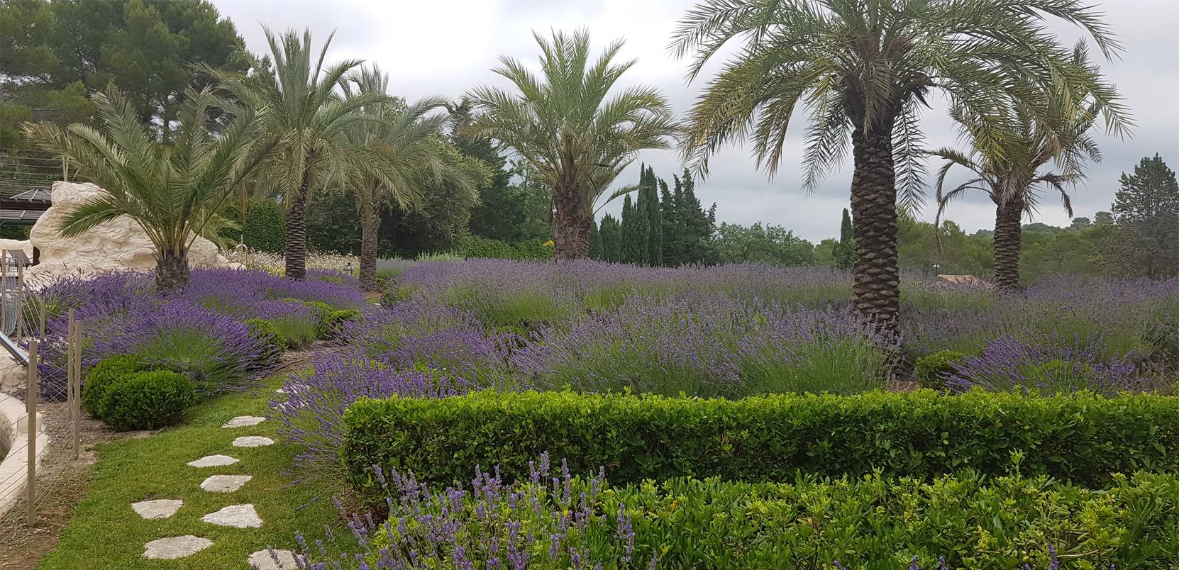 Jardin méditerranéen avec lavandes et palmiers à Mongins